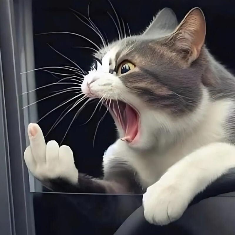 Chú mèo đang cười và chỉ tay, gây chú ý vào một điểm cụ thể