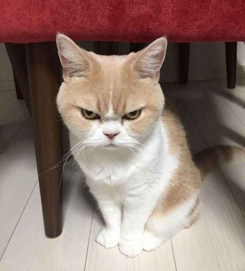 Meme tức giận với biểu cảm "hờn cả thế giới" của mèo