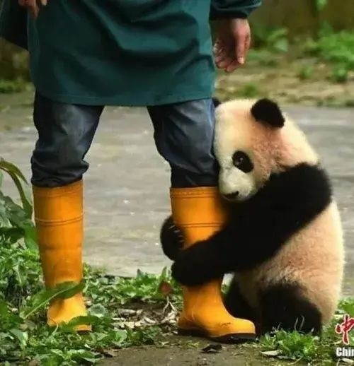 Meme gấu trúc ôm chân van xin