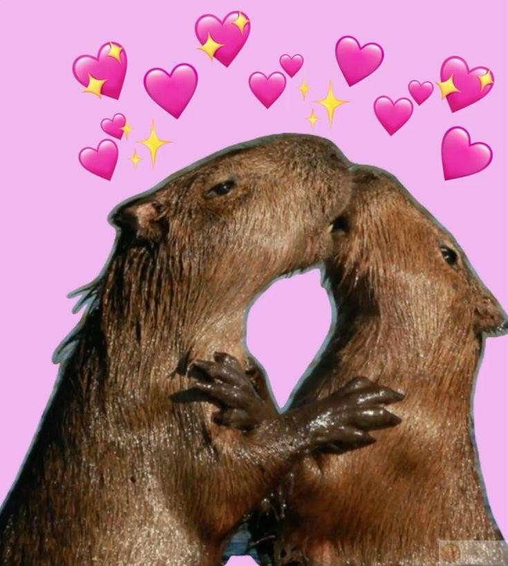 Chill đúng chuẩn capybara: không lo, không nghĩ