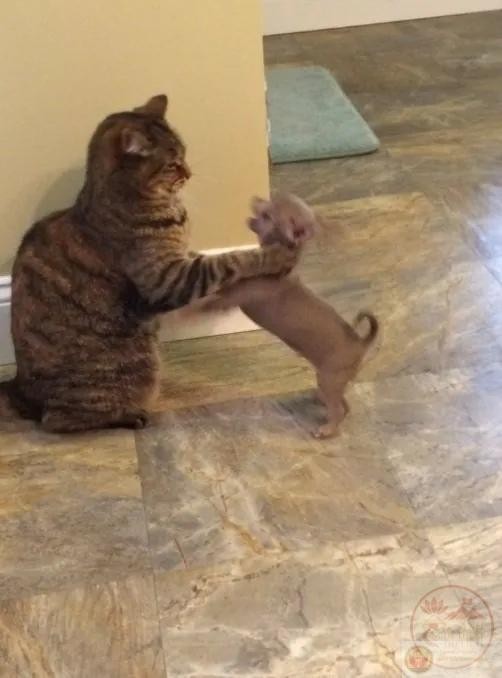 Hình ảnh chú mèo bóp cổ chú chó một cách hài hước và lầy lội