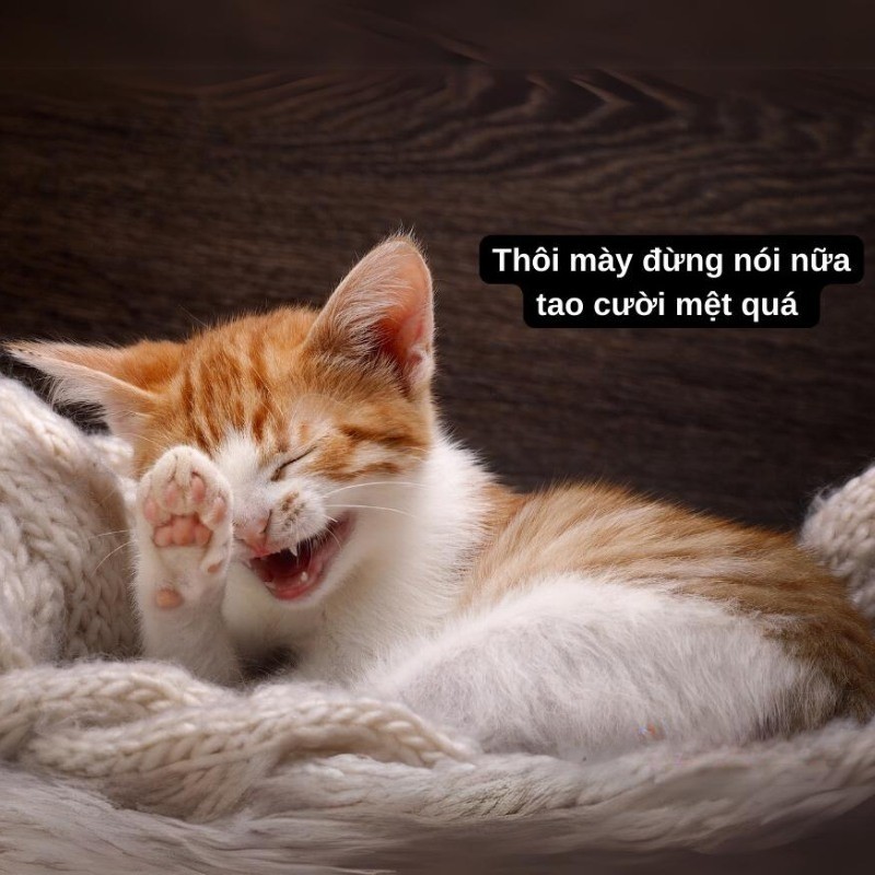 Chú mèo với biểu cảm "bựa" và hài hước, đôi mắt mở to ngạc nhiên
