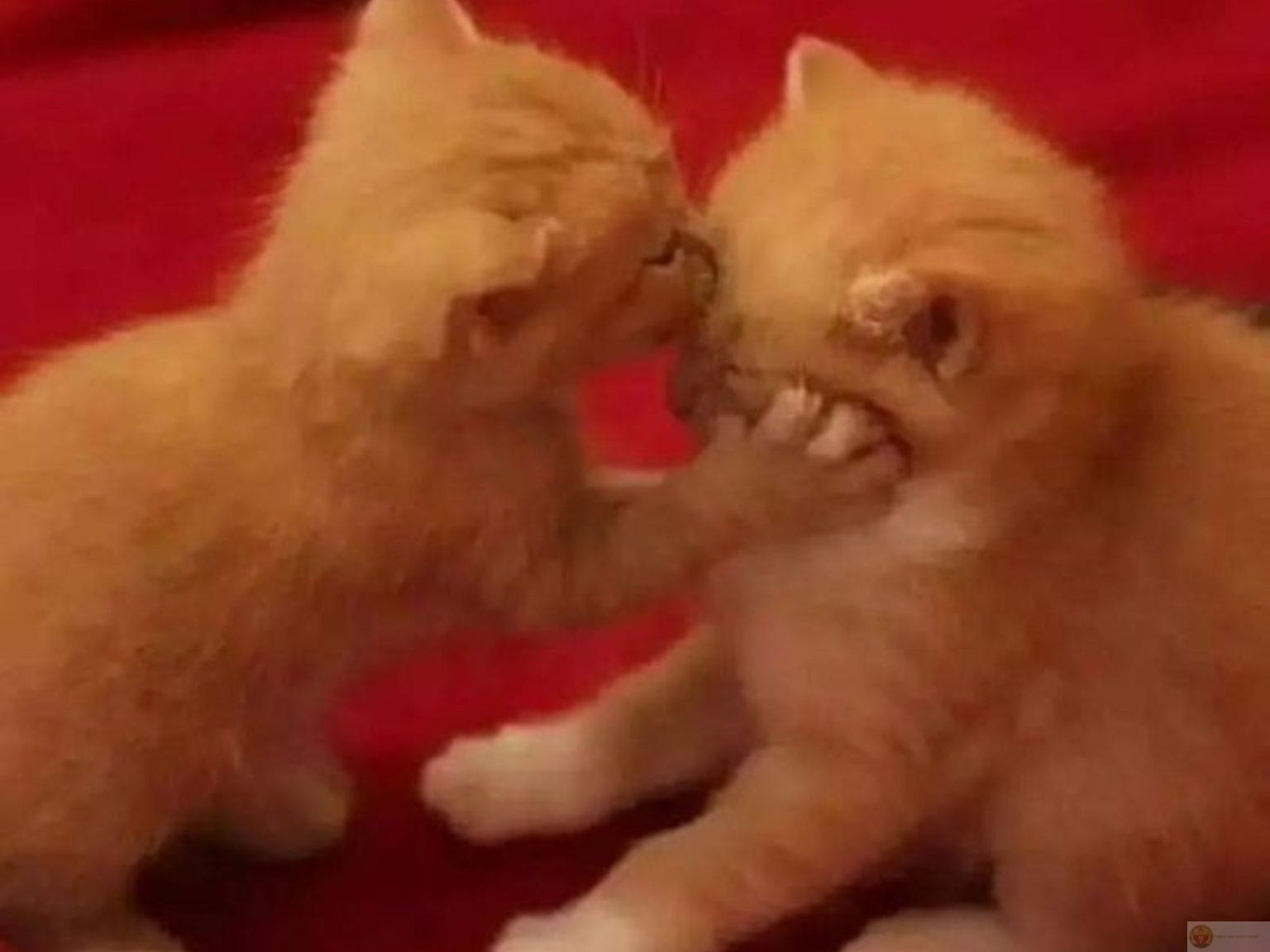 Mèo meme cơ bản với biểu cảm khó hiểu nhưng vẫn đầy hài hước
