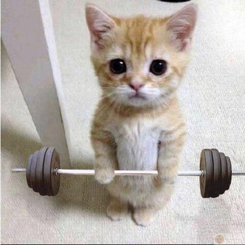 Nỗi buồn sâu thẳm của boss mèo với ánh mắt đẫm lệ