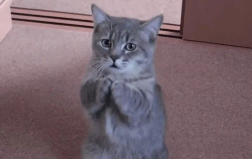 Meme mèo hai tay siết chặt trước ngực kèm nét mặt tội nghiệp.