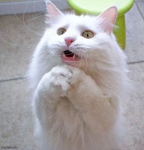 Meme mèo ánh mắt nhìn lên khiến ai cũng muốn mềm lòng ngay.