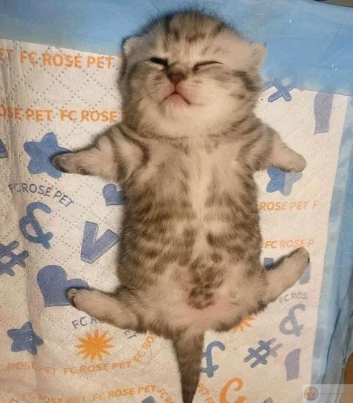 Mèo ôm đầu an ủi siêu cute với biểu cảm đồng cảm
