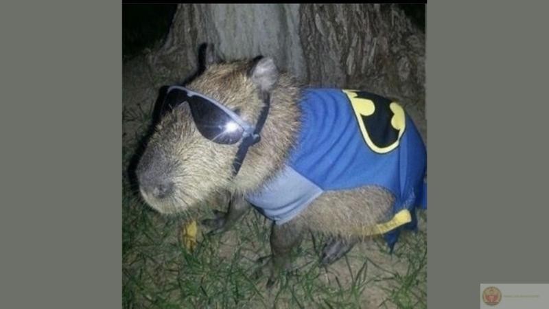 Capybara cưỡi cá sấu meme