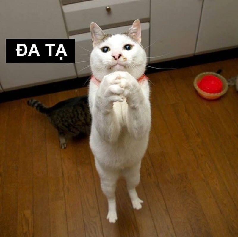 Meme đa tạ với hình ảnh khuôn mặt đáng yêu, thể hiện sự biết ơn một cách nhẹ nhàng và tích cực