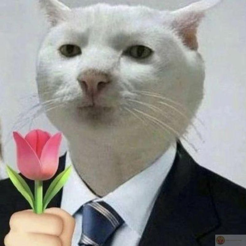Mèo chỉ ăn, ngủ và thỉnh thoảng khinh bỉ tôi, thể hiện cuộc sống vô tư của boss