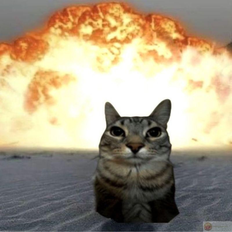 Mèo meme bất lực với ánh mắt mơ màng, thể hiện sự mệt mỏi trước cuộc đời