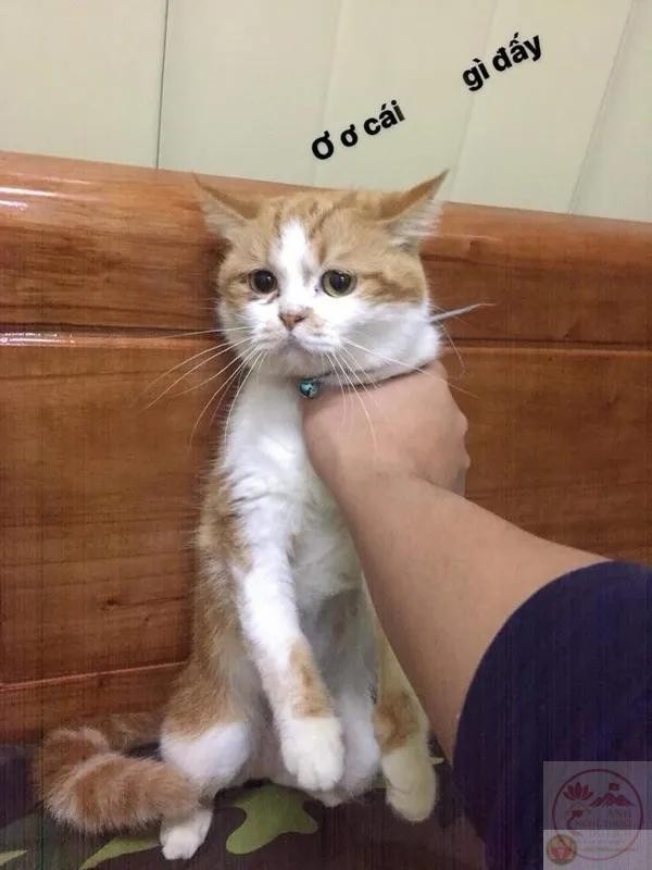 Chú chó với biểu cảm cực "gắt" khi bị troll bóp cổ