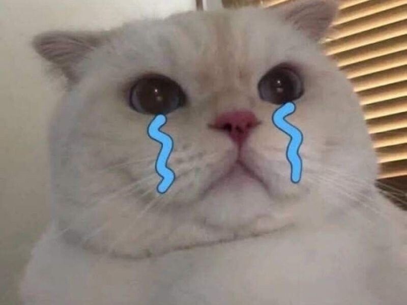 Meme mèo khóc được dùng khi gặp thất bại nhỏ hoặc bị bỏ qua