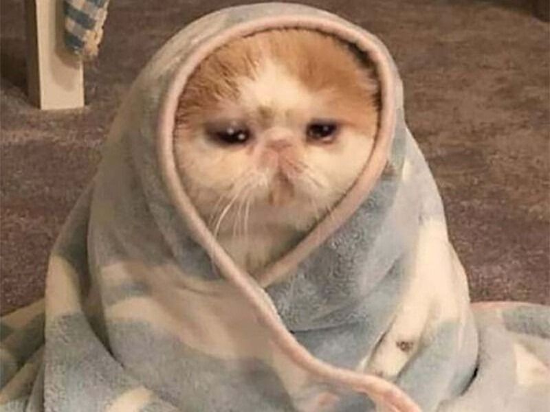 Ảnh meme mèo khóc thể hiện nỗi buồn và sự đồng cảm
