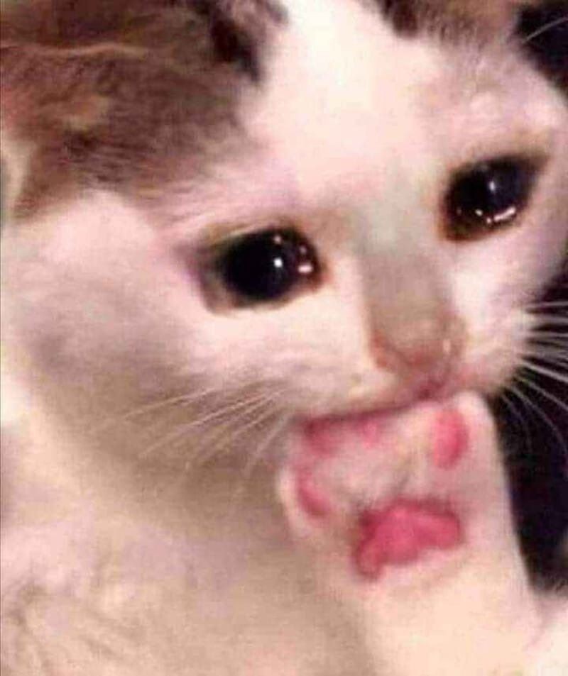 Giải thích về meme mèo khóc và nguồn gốc của nó
