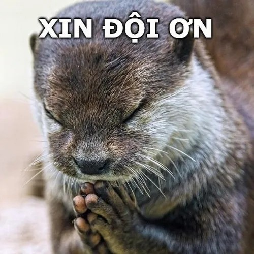 Ảnh meme rái cá đội ơn dùng khi muốn cảm tạ mà ngại nói