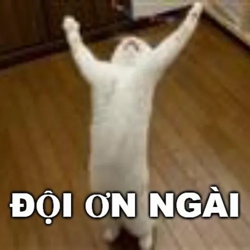 Hình chế meme mèo vui đội ơn tạo thiện cảm mộc mạc