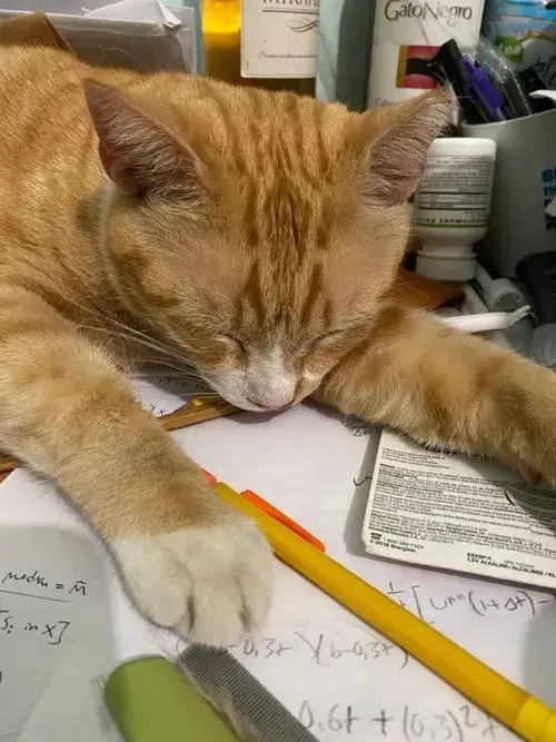 Mèo cuộn tròn ngủ say sưa với biểu cảm ngộ nghĩnh, khiến dân mạng bật cười