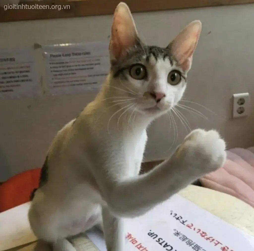 Chú mèo làm mặt ngu ngơ, biểu cảm hài hước và hồn nhiên