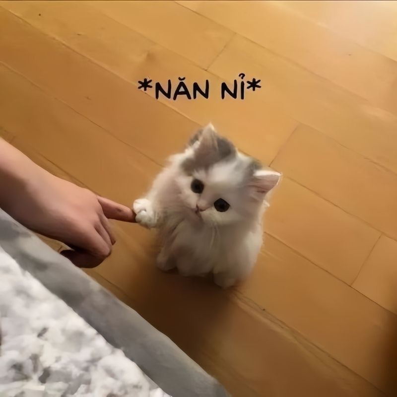 Mèo xin lỗi đáng yêu với biểu cảm ngây thơ