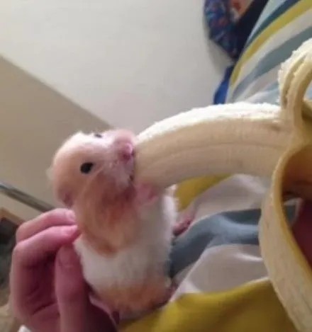 Meme chú chuột Hamster ăn chuối vui nhộn bá đạo