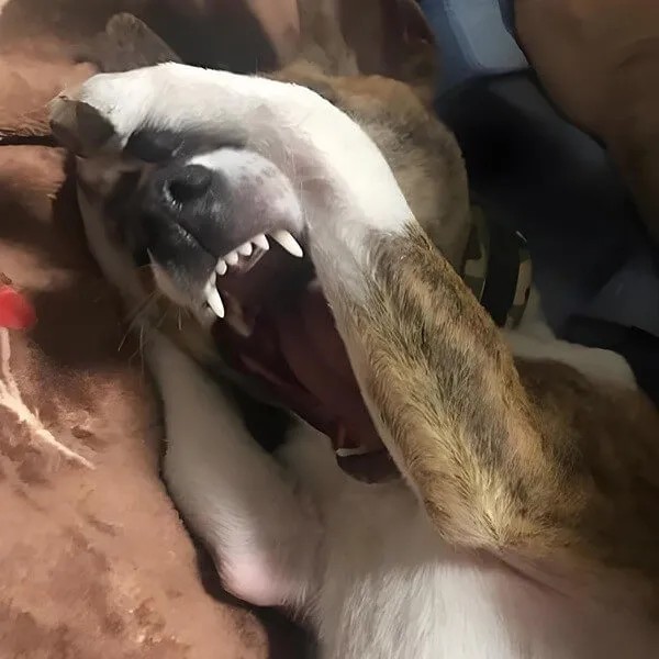 Chú chó Shiba Inu với biểu cảm hoang mang, lầy lội ôm đầu