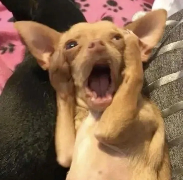 Chú chó ôm đầu đầy vẻ sợ hãi