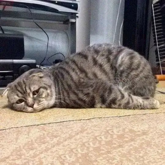 Hình mèo bó tay biểu cảm chán nản cực hài hước