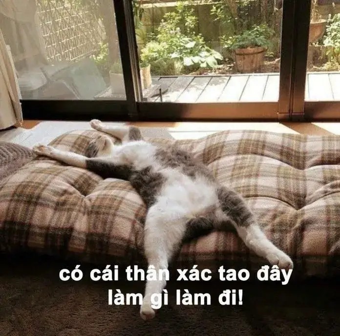Ảnh mèo bó tay biểu cảm chán chường rõ rệt khó cưỡng