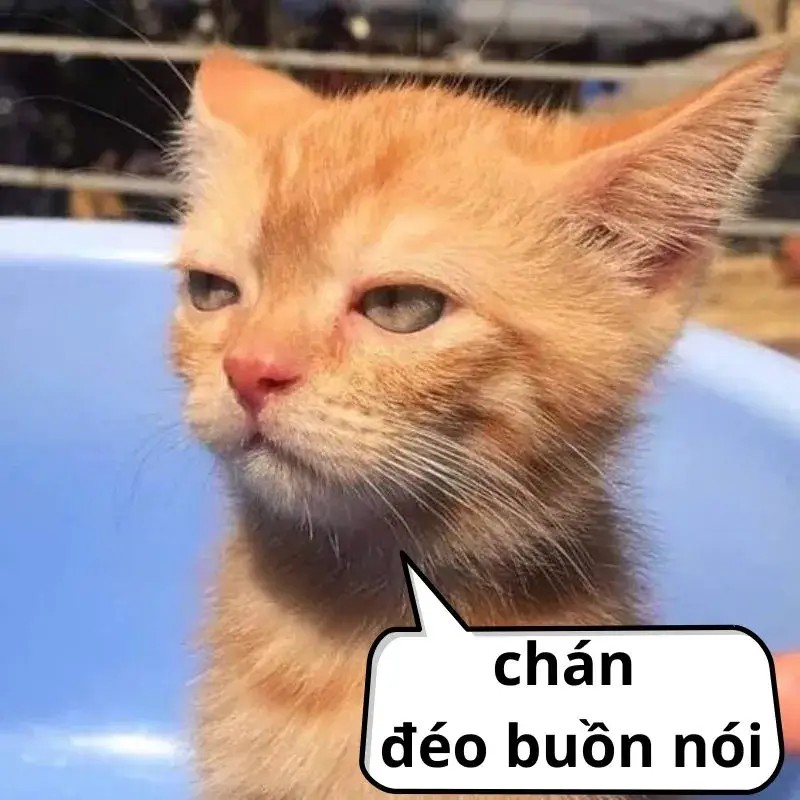 Ảnh mèo bất lực khuôn mặt chịu thua trông buồn cười