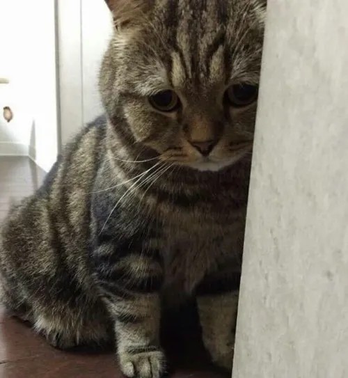 Meme mèo ngồi một mình với bóng lưng rũ và tường lạnh