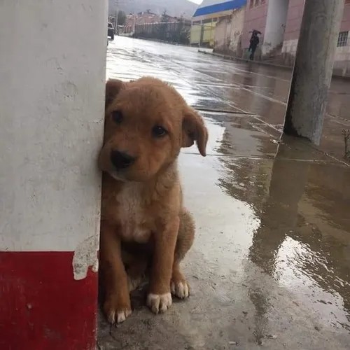 Meme chó ngồi vào góc tường mô tả ngày dài đến kiệt sức