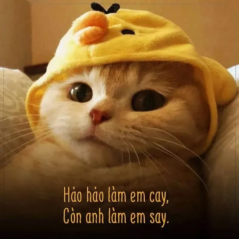 Hài hước không lối thoát với tềnh crush meme tỏ tình hài hước