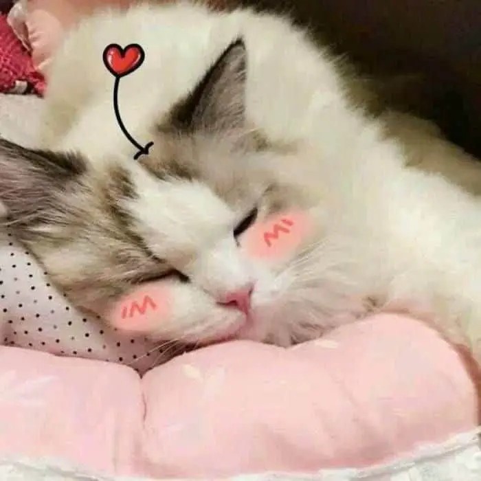 Mèo con buồn ngủ rũ rượi với đôi mắt lim dim, dáng vẻ mệt mỏi nhưng vô cùng đáng yêu