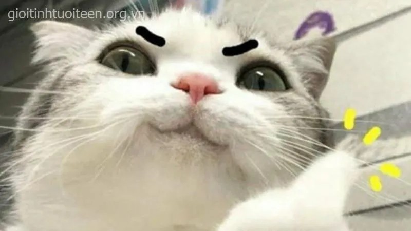 Mèo giơ tay chào với vẻ mặt ngơ ngác đáng yêu
