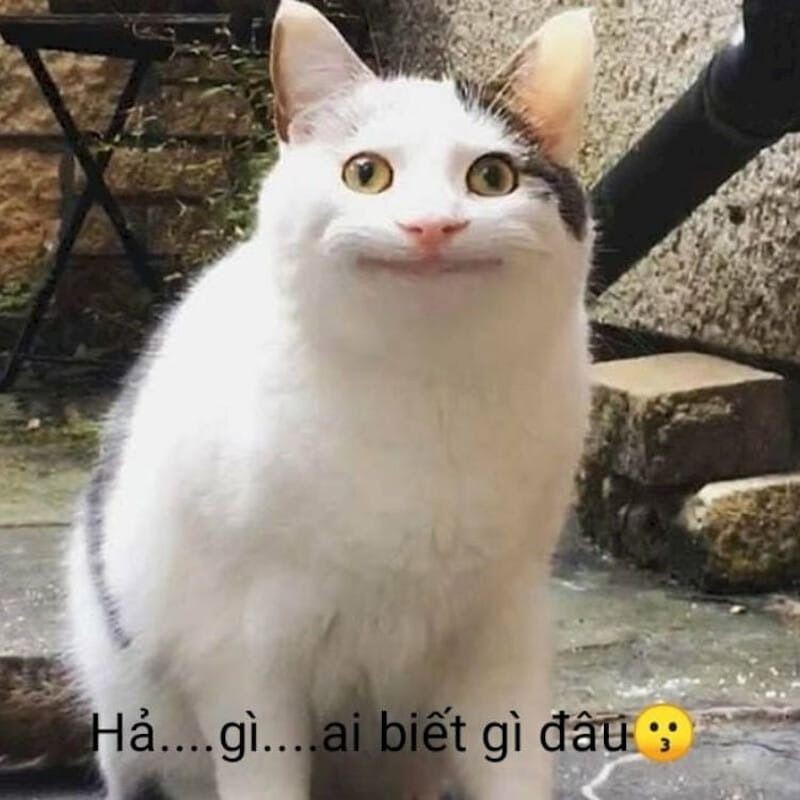 Ai biết gì đâu meme