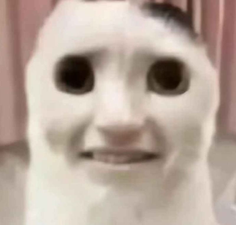 Meme động vật đang co rúm lại vì sợ hãi