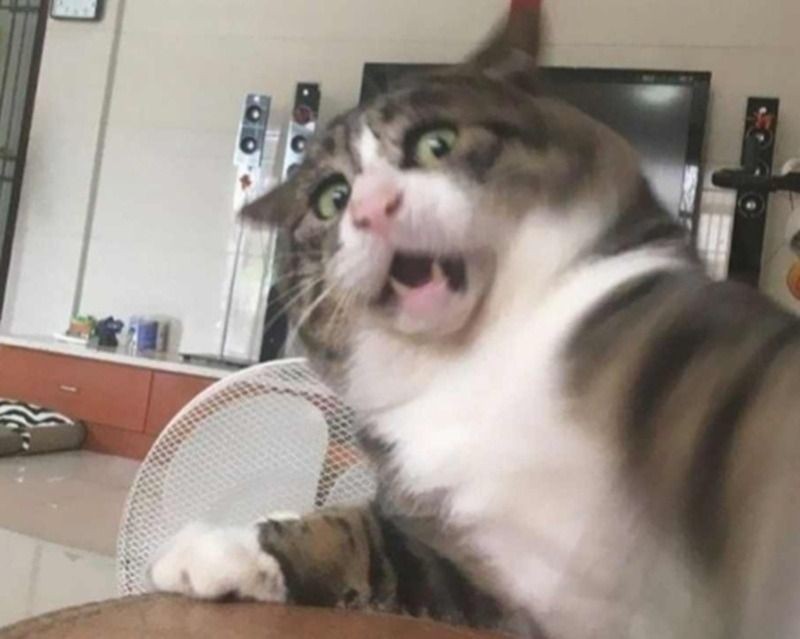 Meme động vật hoảng hốt