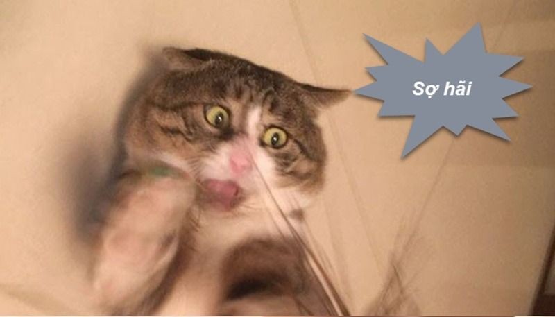 Người đang suy nghĩ về cách sử dụng meme sợ hãi
