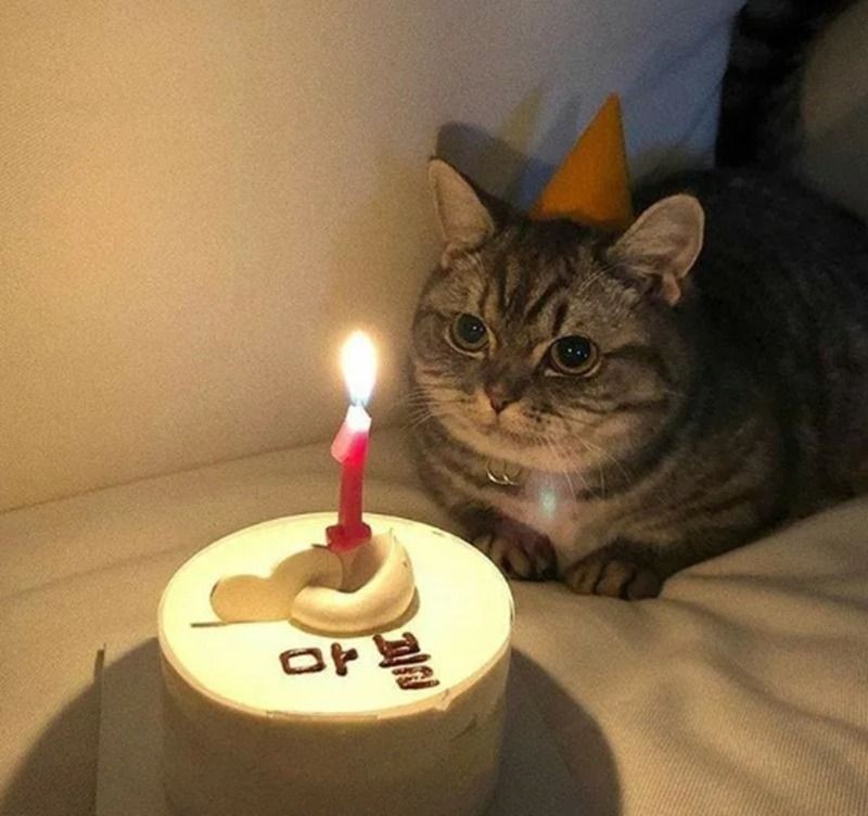 Meme động vật dễ thương chúc mừng sinh nhật bạn bè