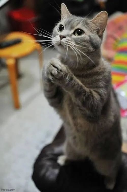 Meme gương mặt cúi thấp với hai tay chắp lại run run xin xỏ.