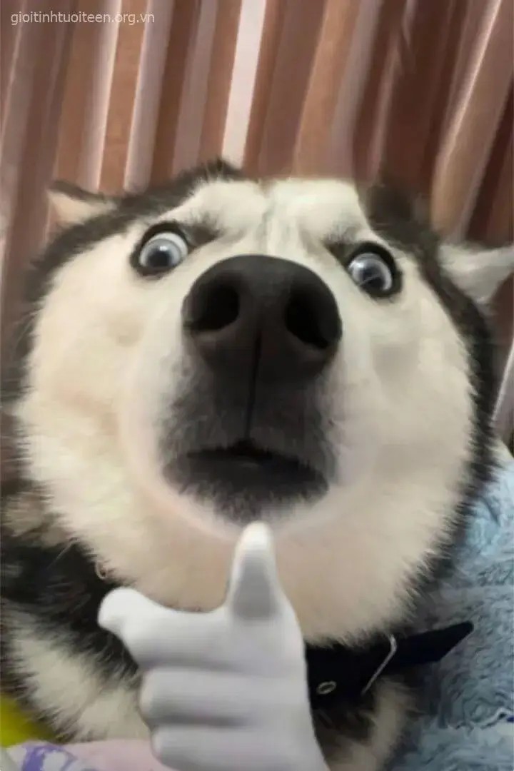 Gương mặt chó Husky dí dỏm chỉ tay chọc ghẹo bạn