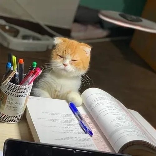 Meme tiếp thu căng não khi đọc giáo trình toàn chữ nhỏ