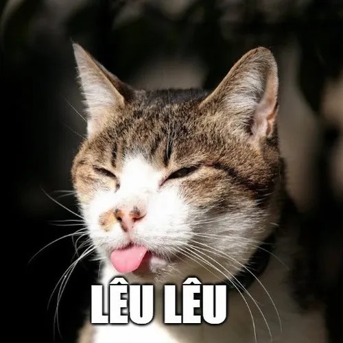 Ảnh meme lêu lêu mèo lan truyền mạnh