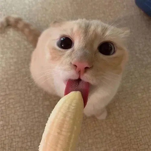 Mèo ngửi trái chuối với vẻ mặt nghi ngờ.