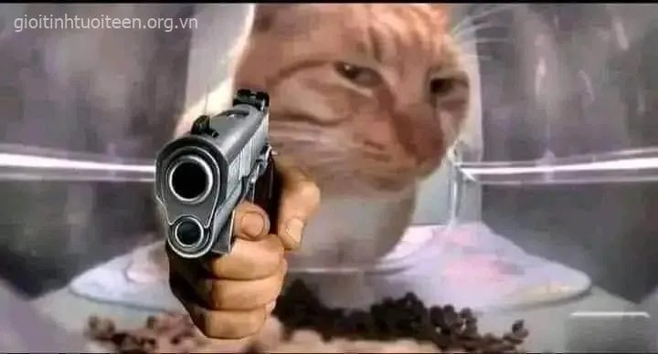 Meme mèo cầm súng đôi mắt sắc lạnh vô cùng nghiêm túc
