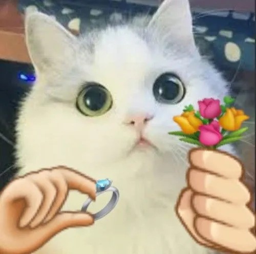 Meme mèo tặng nhẫn và hoa cầu hôn
