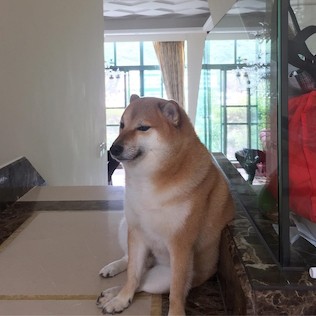 Meme Cheems - Balltze, chú chó Shiba Inu nổi tiếng với gương mặt ngây ngô đặc trưng, thường được gọi là Cheems trong các meme
