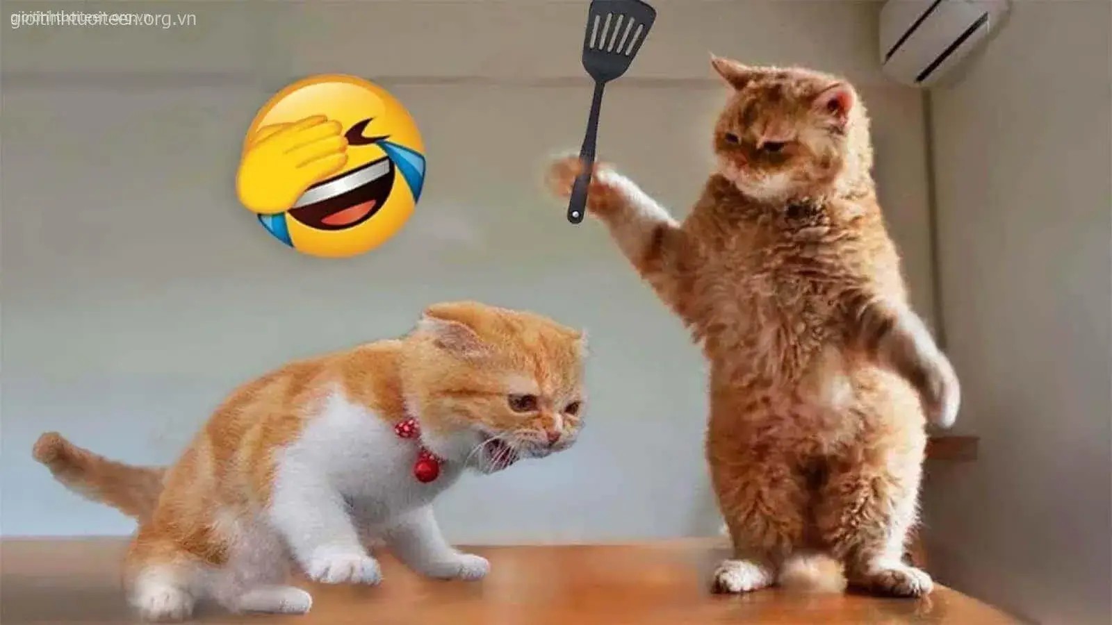 Meme mèo đánh đầu mèo bựa nhây cực kỳ duyên