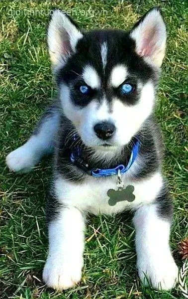 Meme Husky hờn dỗi, mang lại tiếng cười sảng khoái